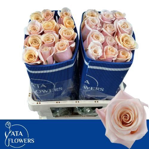 <h4>R Gr Mother Of Pearl</h4>