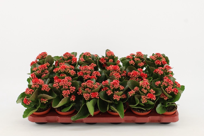 <h4>Kalanchoe Calandiva Rubio</h4>