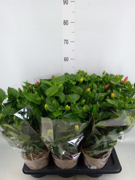 <h4>Hibiscus rosa-sin.   ...mix</h4>