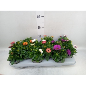 Osteospermum   ...mix