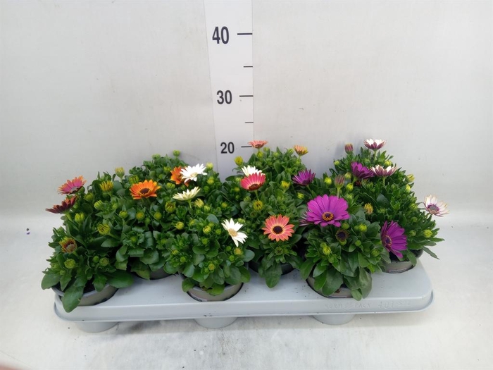 <h4>Osteospermum ...mix</h4>