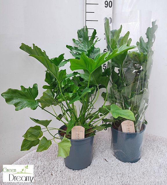 <h4>PHIL OVERIG</h4>