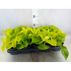 Epipremnum pinn. 'Golden Pothos'