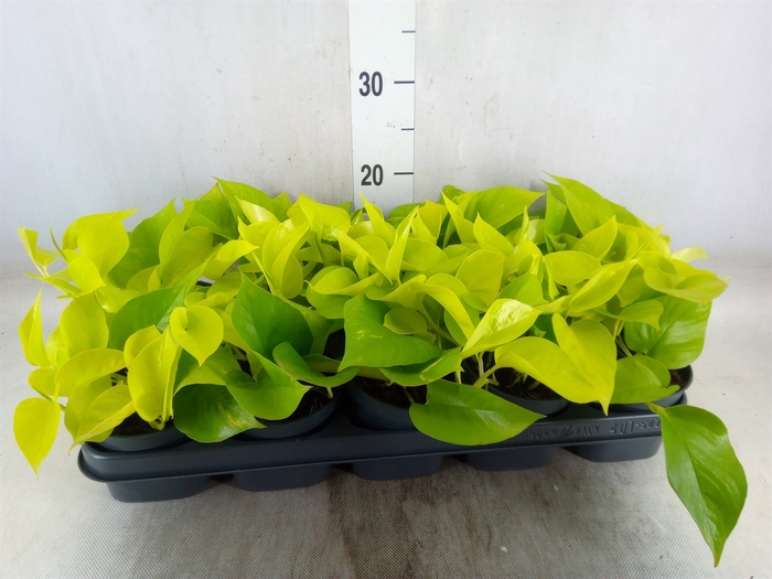 <h4>Epipremnum pinn. 'Golden Pothos'</h4>