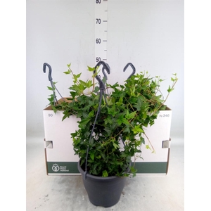 Hedera helix 'Shamrock'