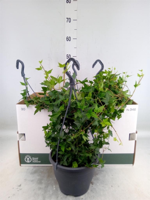 <h4>Hedera helix 'Shamrock'</h4>