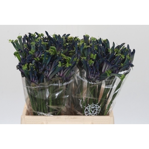Anigozanthos Celebrations Masquerade