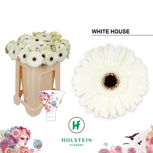 Gerbera White House Water