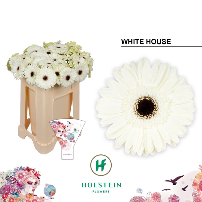 <h4>Gerbera White House</h4>