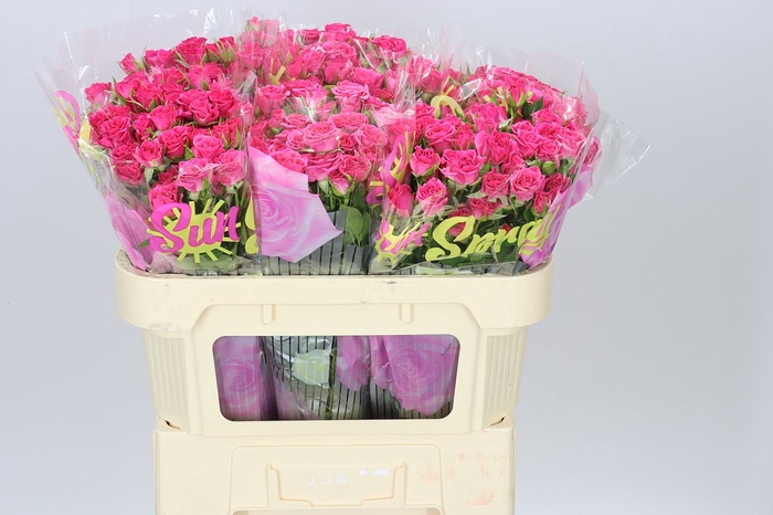 <h4>Rosa Tr Lianne</h4>