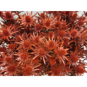 Eryng Orion Rood / Glitter L60