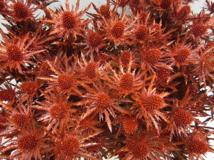 <h4>Eryng Orion Rood / Glitter L60</h4>