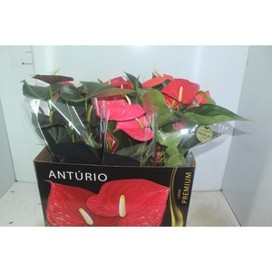 ANTHURIUM VARIADO P17 PREMIUM
