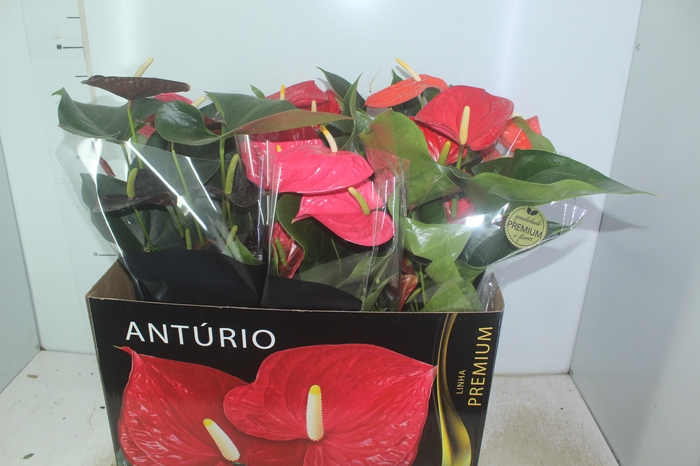 <h4>ANTHURIUM VARIADO P17 PREMIUM</h4>