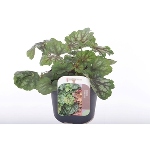 Heuchera amer. Dale's Strain