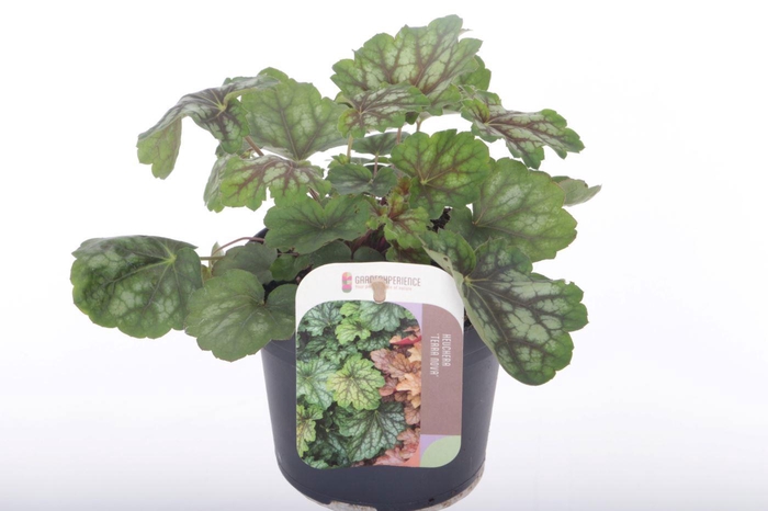 <h4>Heuchera amer. Dale's Strain</h4>