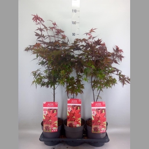 Acer palmatum 'Shaina'