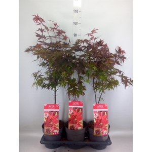 Acer palmatum 'Shaina'