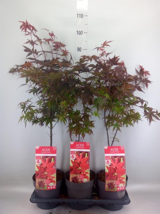 <h4>Acer palmatum 'Shaina'</h4>