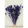 Dried Nigella Orientalis Bl Purple Bunch