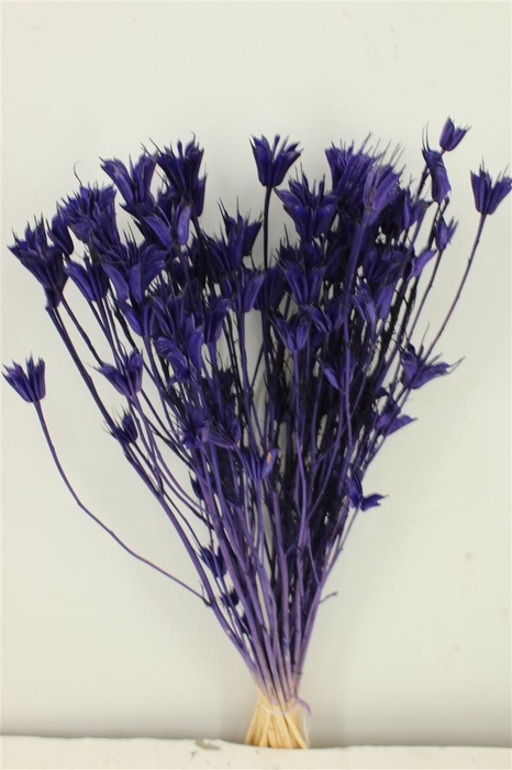 Dried Nigella Orientalis Bl Purple Bunch