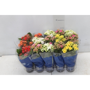 KAL. DOBRADO MINI P06