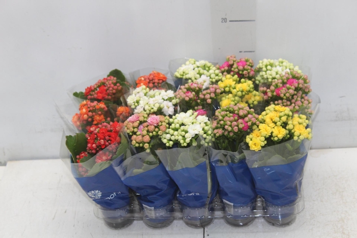 <h4>KAL. DOBRADO MINI P06</h4>