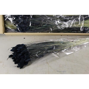 Df Phalaris Bs Black 100g