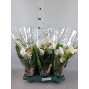 Phalaenopsis  'Spirit White'