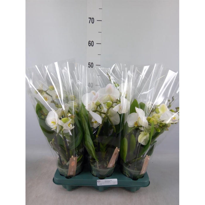 <h4>Phalaenopsis 'Spirit White'</h4>