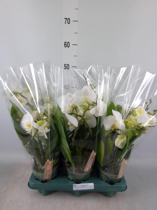 <h4>Phalaenopsis  'Spirit White'</h4>