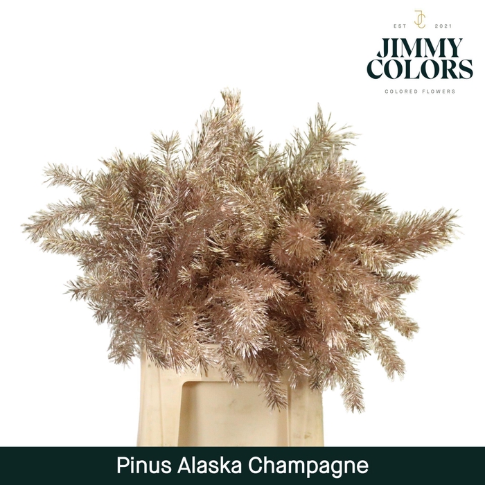 <h4>Pinus Alaska Colored CHAMPAGNE</h4>
