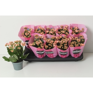 KAL GE PERFECTA PINK