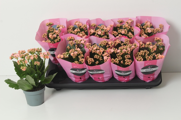 <h4>KAL GE PERFECTA PINK</h4>