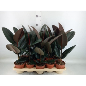 Ficus elastica 'Abidjan'