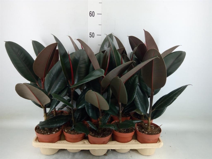 <h4>Ficus elastica 'Abidjan'</h4>