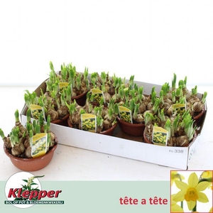 NARCISSUS TETE A TETE P16