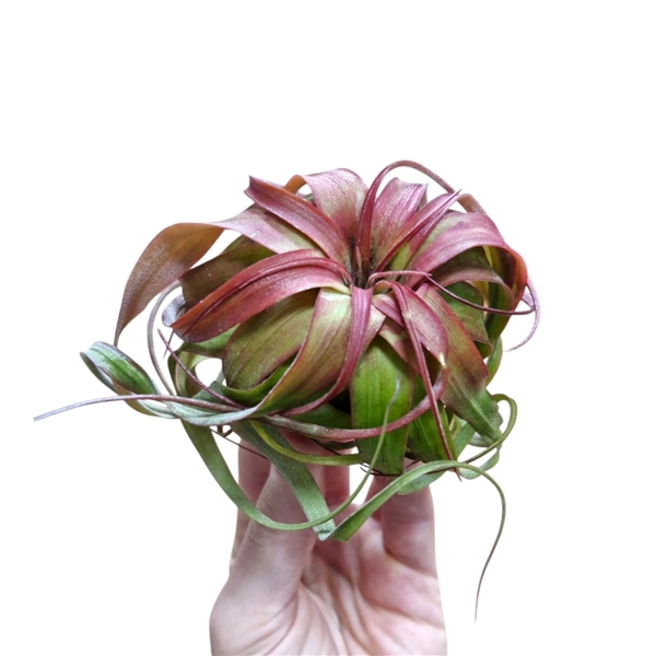 <h4>Tillandsia Eric Knobloch</h4>