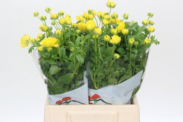 <h4>Ranunculus Butterfly Phytalos</h4>