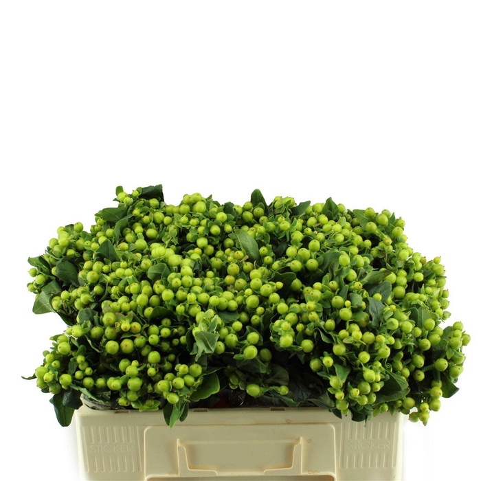 <h4>Hypericum Mag. Green Power Orca</h4>