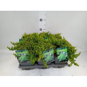 Juniperus procumbens 'Nana'