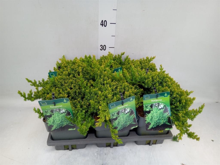 <h4>Juniperus procumbens 'Nana'</h4>