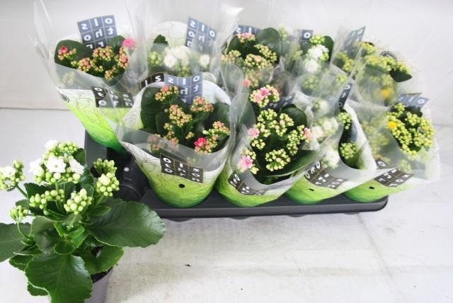 <h4>KAL GE GEM 4 KL</h4>