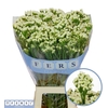 Limonium sinuatum 'Yellow Sun Bird'