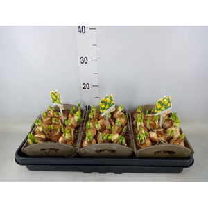 Arr.  Narcissus Tete Tete L%