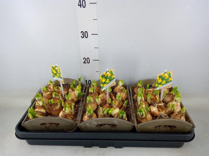 <h4>Arr.  Narcissus Tete Tete L%</h4>