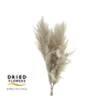 Dried Cortaderia Luxe Fluffy Milka