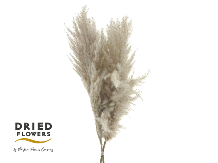 Dried Cortaderia Luxe Fluffy Cloud