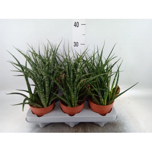 Sansevieria  'Fernwood'