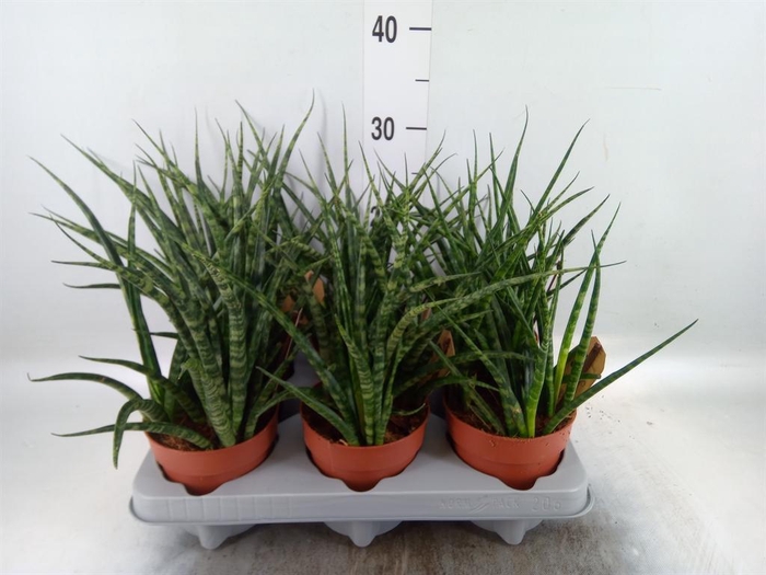 <h4>Sansevieria  'Fernwood'</h4>